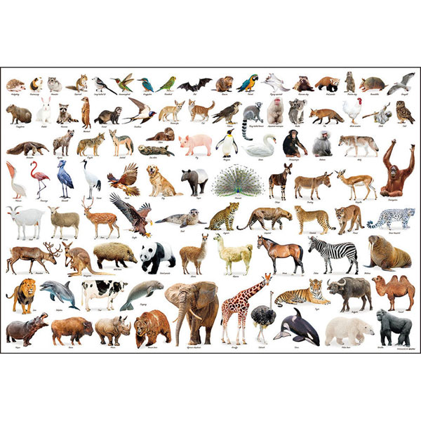 ジグソーパズル Animal Collection 1000ピース (1000-175)[ビバリー