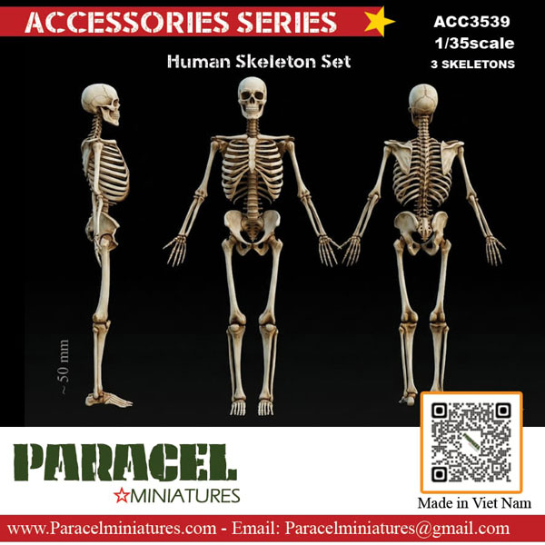 1/35 汎用 人体全身骨格模型(3体入)[Paracel Miniatures]《11月予約》