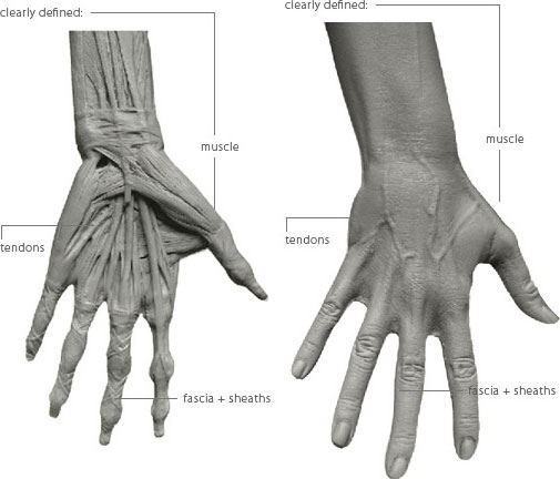 アナトミー 人体模型 フィギュア 女性 Ver.2-A Female 中古品 3dtotal Anatomy female アナトミー フィギュア 人体解剖学
