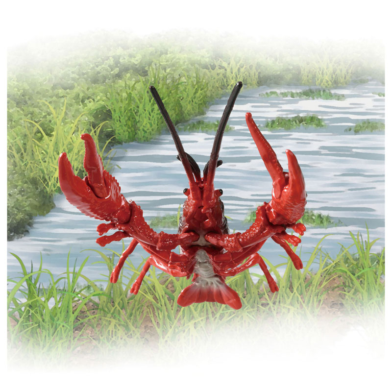 アニア AL-31 アメリカザリガニ