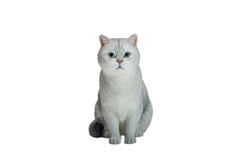 ブリティッシュショートヘア A