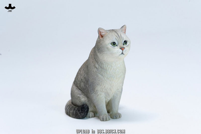 ブリティッシュショートヘア A