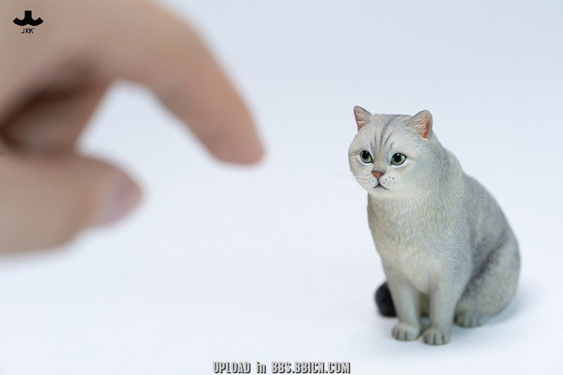 ブリティッシュショートヘア A