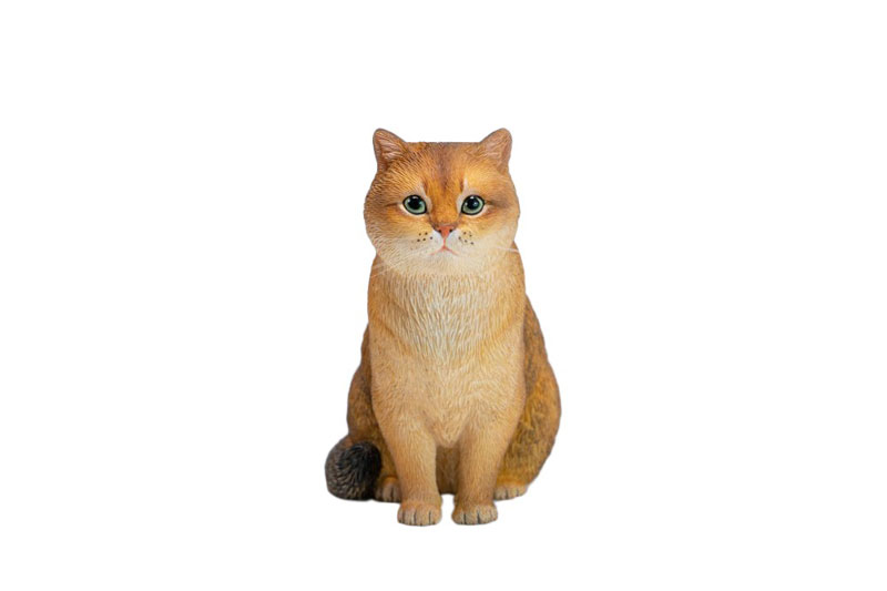 ブリティッシュショートヘア B