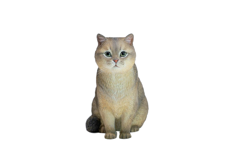 ブリティッシュショートヘア C