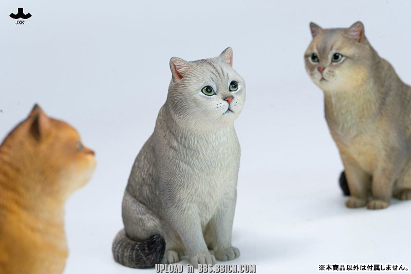 ブリティッシュショートヘア C