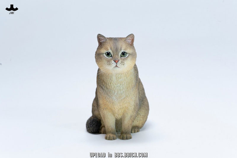 ブリティッシュショートヘア C