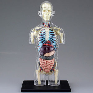 立体パズル 4D VISION 人体解剖モデル No.16 雄性生殖器解剖モデル 