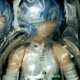 フロイライン リボルテック 008 綾波レイ 包帯版