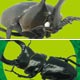 昆虫ハンター カブトムシ＆クワガタ BOX（食玩・2013年版）