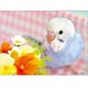 ジグソーパズル ペット I LOVE インコ 88ピース(P88-018)