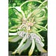 テイルズ オブ ゼスティリア ザ クロス クリアファイル (D)風神衣