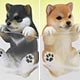 PUTITTO 柴犬 12個入りBOX