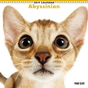 THE CAT カレンダー アビシニアン (2019年)