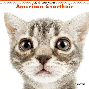 THE CAT カレンダー アメリカンショートヘアー (2019年)