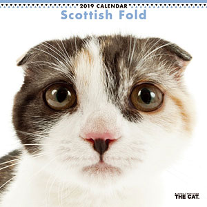 THE CAT カレンダー スコティッシュフォールド (2019年)