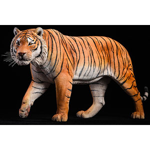 1/6 タイガー 虎 ベンガルトラ Amazon.co.jp: 1/6 サイズ ベンガルトラ 虎 リアル 大きい 野生