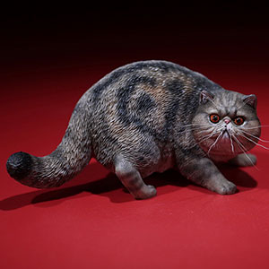 2006年　エキゾチックショート Amazon | Mr.Z 1/6 サイズ エキゾチック・ショートヘア 猫