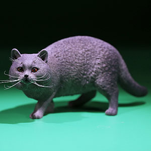 Mr.Z 1/6 ブリティッシュ ショートヘア 6種 カラー選べます 動物 置物 フィギュア専門店 -ソダチトイズ / Mr.Z 1/6 ブリティッシュ