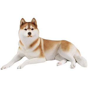 1/6 シベリアンハスキー2.0 1A