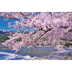 ジグソーパズル 日本風景 春爛漫の桜並木と富士山(静岡) 1000ピース(10