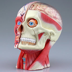 立体パズル 4d Vision 人体解剖 No 23 1 2 頭蓋骨解剖モデル 再販 スカイネット 在庫切れ