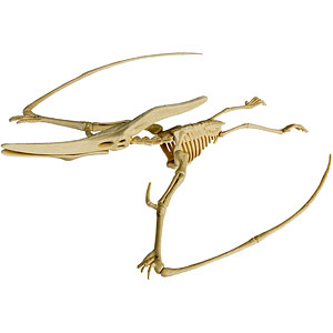 恐竜化石発掘モデル プテラノドン プラモデル