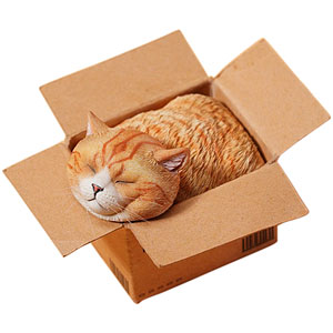 スモール 猫 イン・ザ・ダンボール C