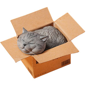 スモール 猫 イン・ザ・ダンボール D