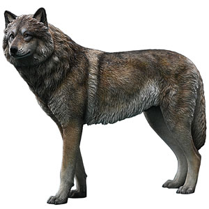 kotaka🐺🐬🦊🔭 on X: 