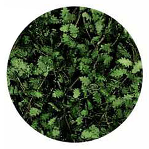 ツタの植生シート ダークグリーン(夏のオークの葉) 大