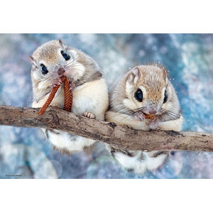 ジグソーパズル もぐもぐエゾモモンガ 300ピース (300-102)