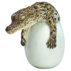 ハッチリング・クロコダイル(幼体ワニ)