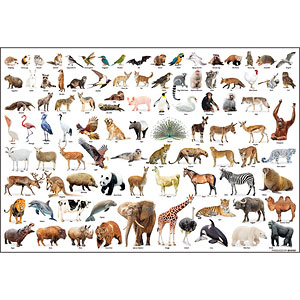 ジグソーパズル Animal Collection 300ピース (300-210)