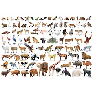 ジグソーパズル Animal Collection 1000ピース (1000-175)