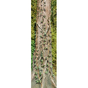 1/32-1/35 リアナ(ツル植物)